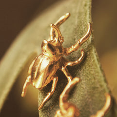 Aretes de escarabajos rinoceronte medianos vista cercana