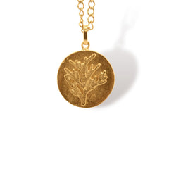 Cadena de conífera vista cercana